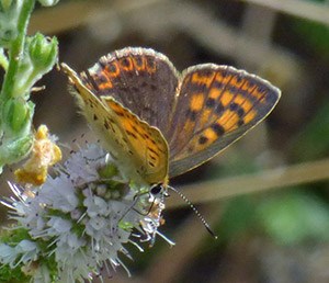 Female Sooty Copper - Lycaena tityrus © John Muddeman